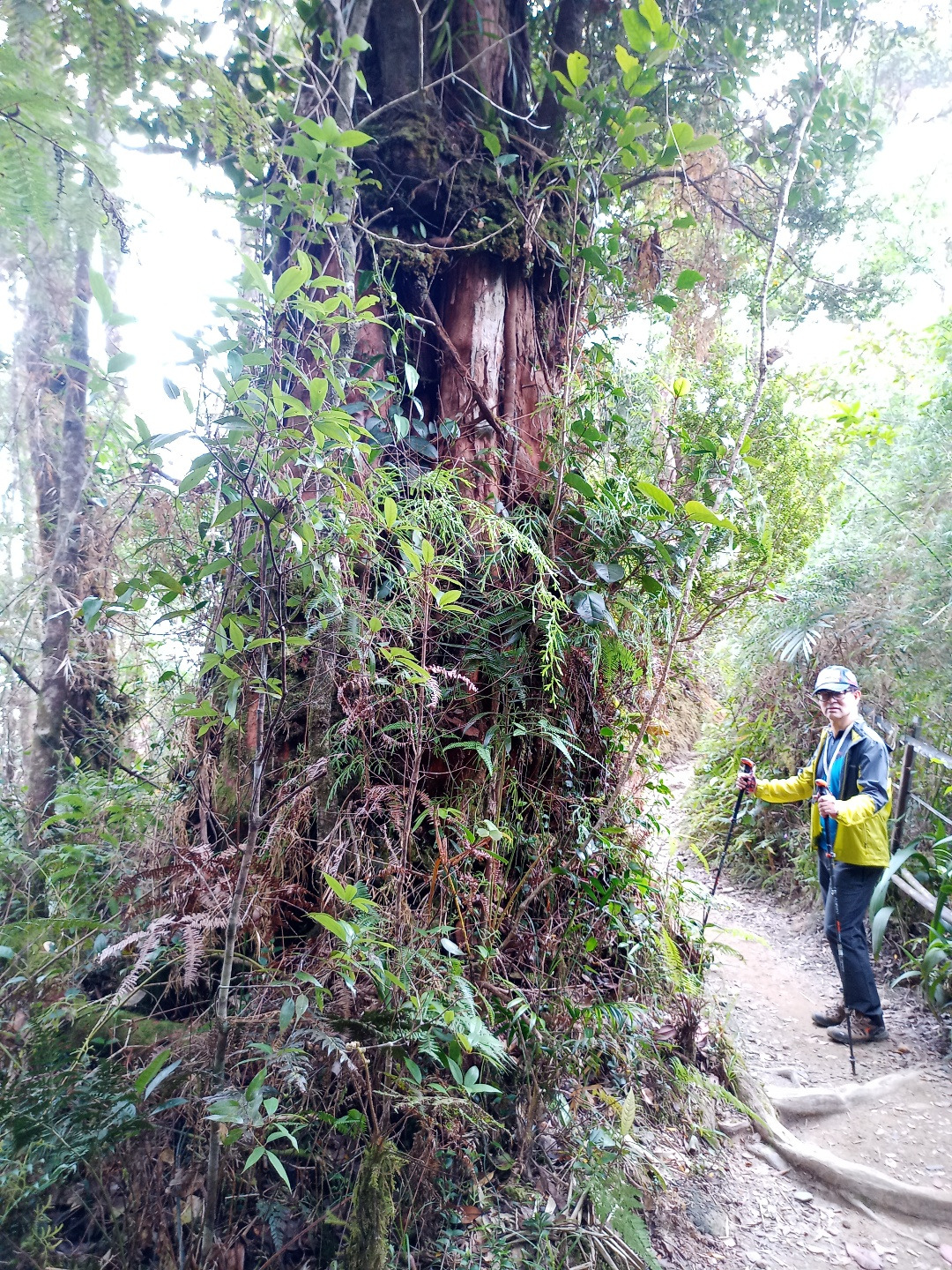 카나발루 나무.jpg