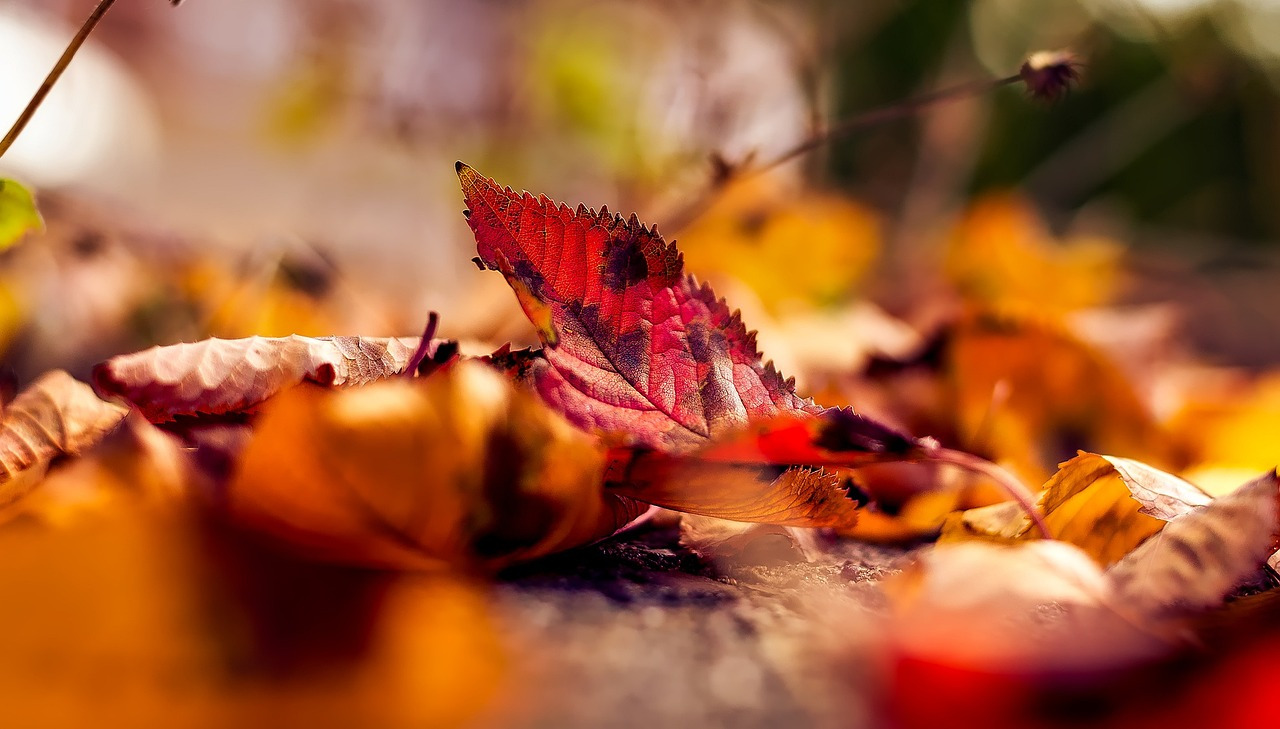 autumn-1801721_1280.jpg