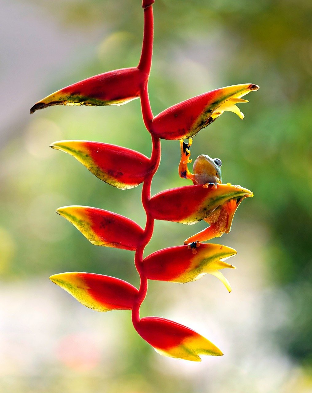 heliconia-8599119_1280.jpg
