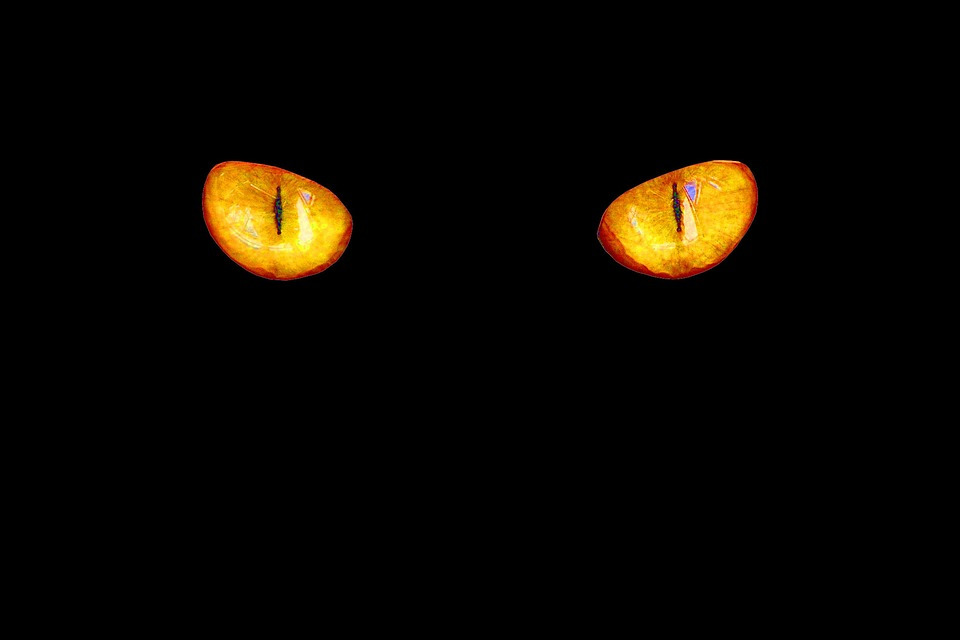 cats-eyes-4789730_960_720.jpg