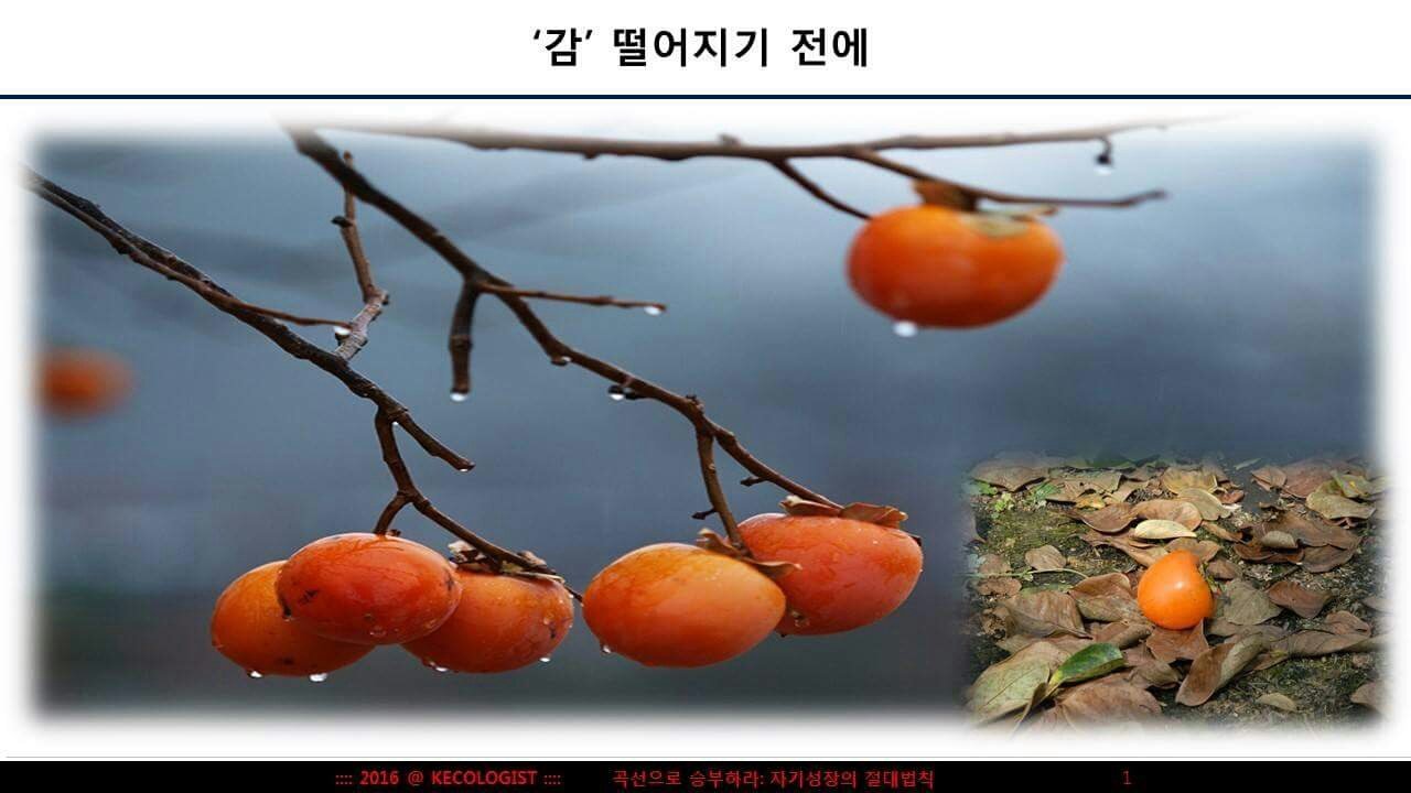 감떨어지기 전에.jpg