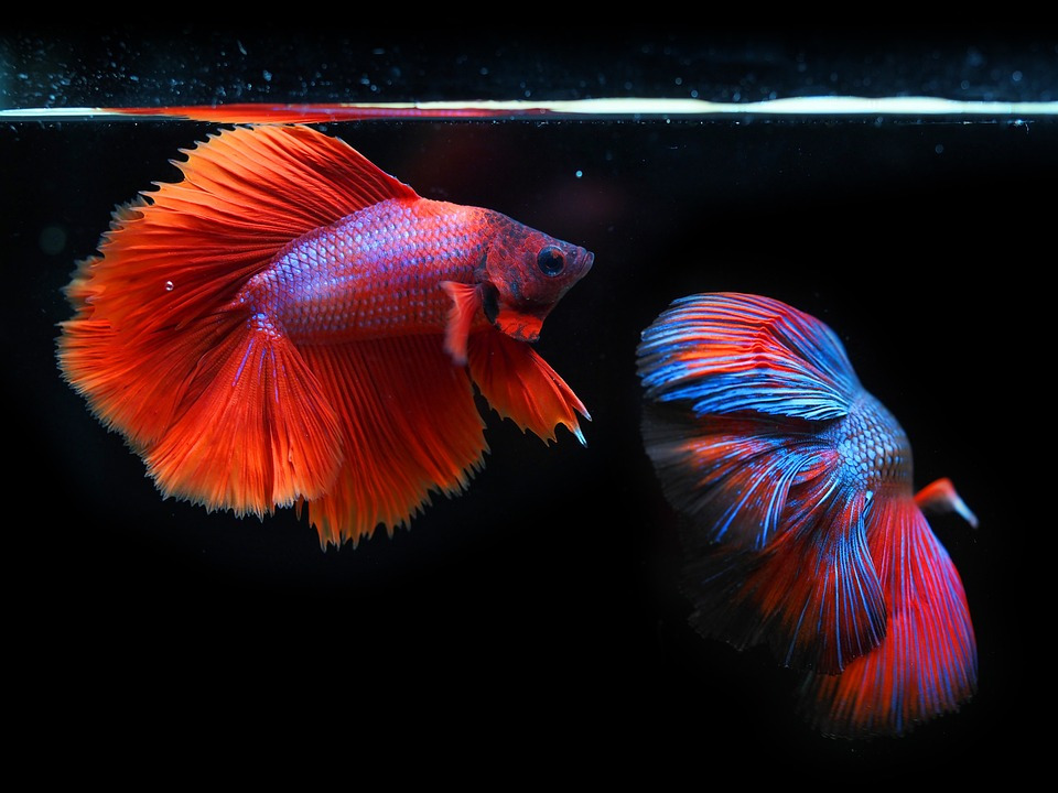 siamese-fighting-fish-6542427_960_720.jpg