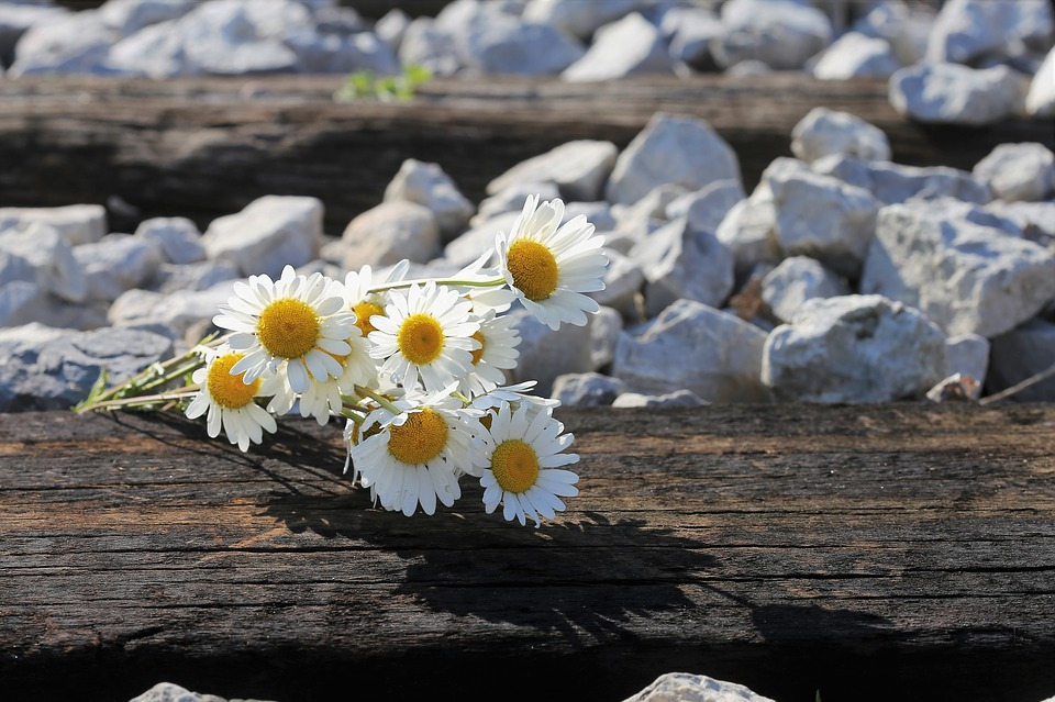 daisy-bouquet-on-railway-3415224_960_720.jpg