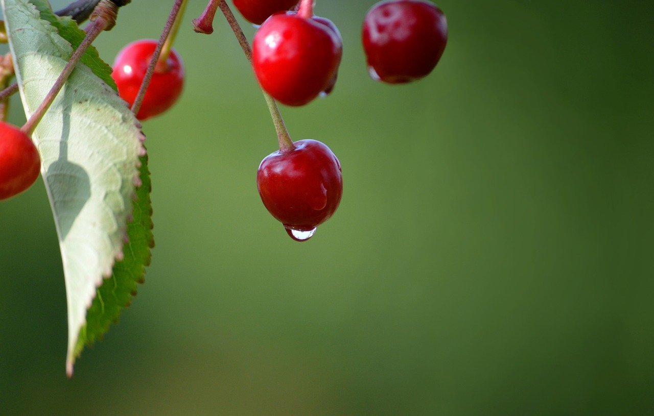 cherries-9879407_1280.jpg