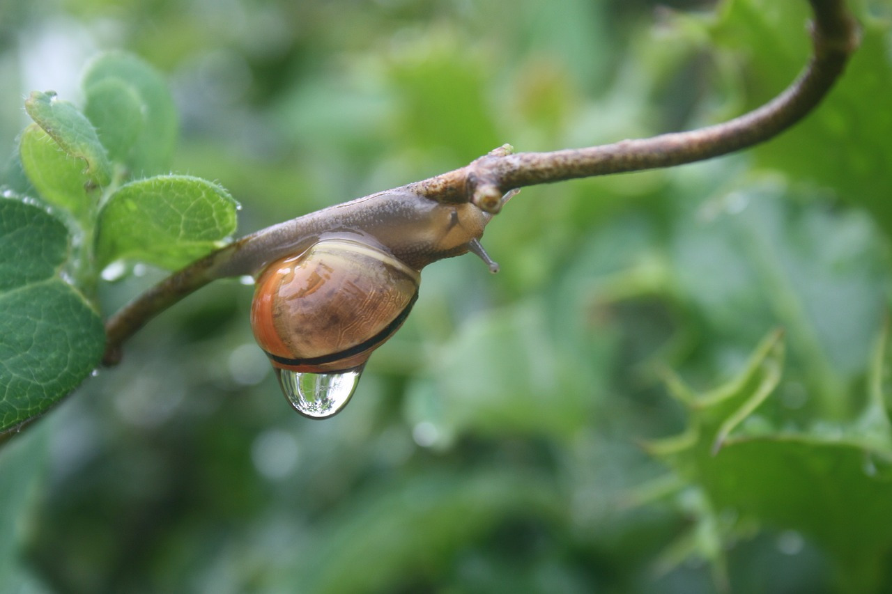 snail-3462934_1280.jpg