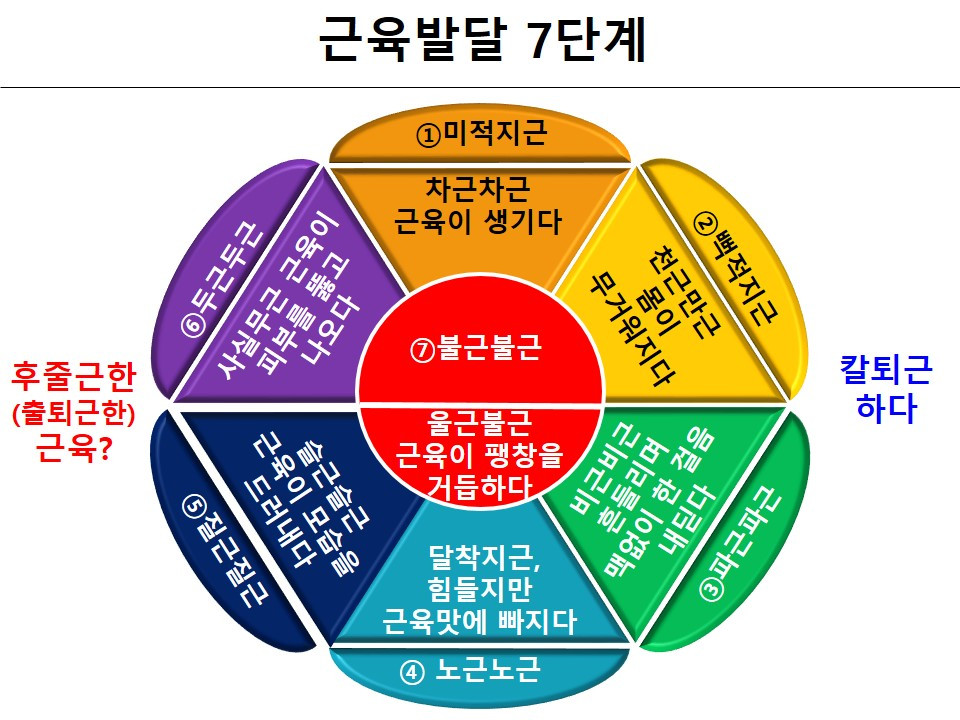 근육발달 7단계.jpg