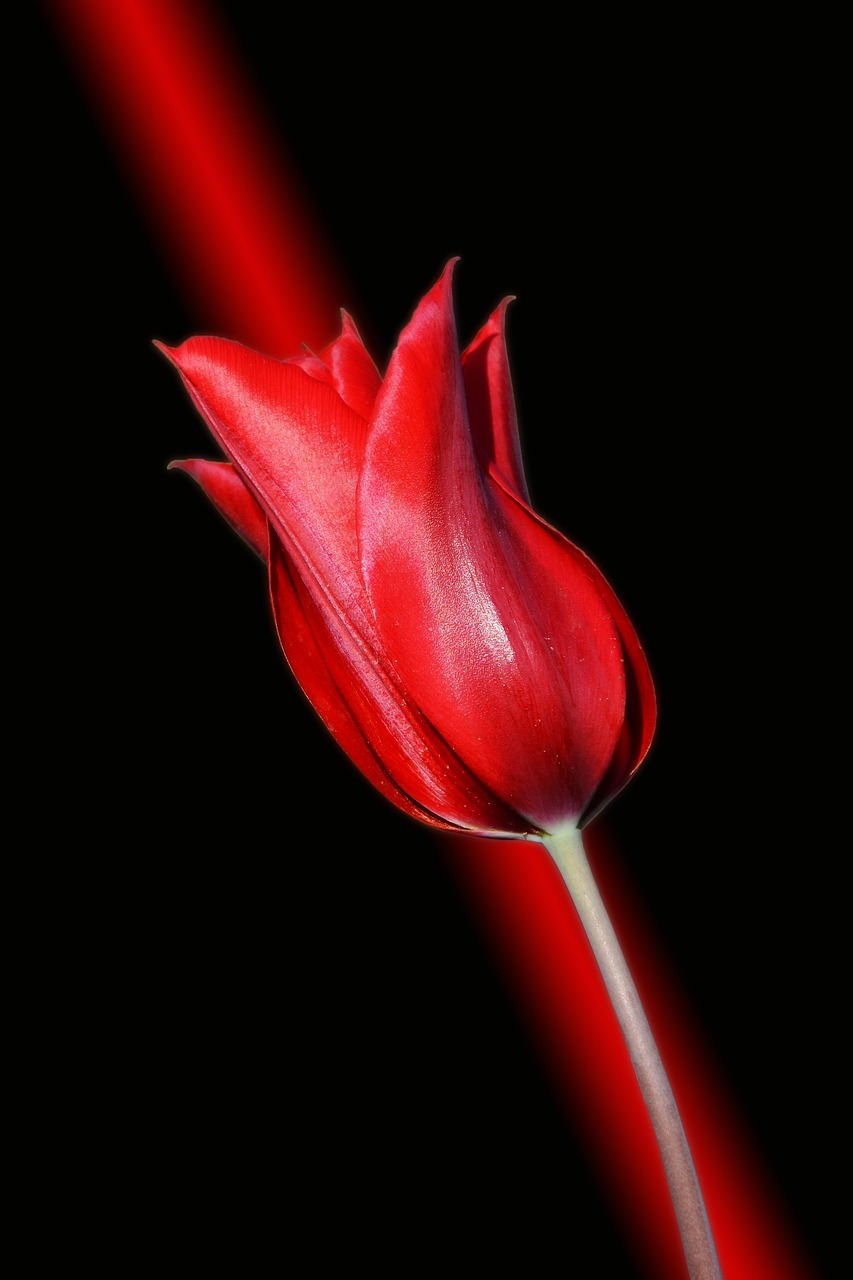 tulips-3254251_1280.jpg