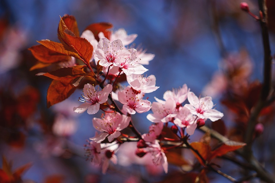 cherry-blossom-4987094_960_720.jpg