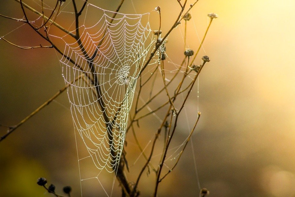 cobweb-1025021_960_720.jpg