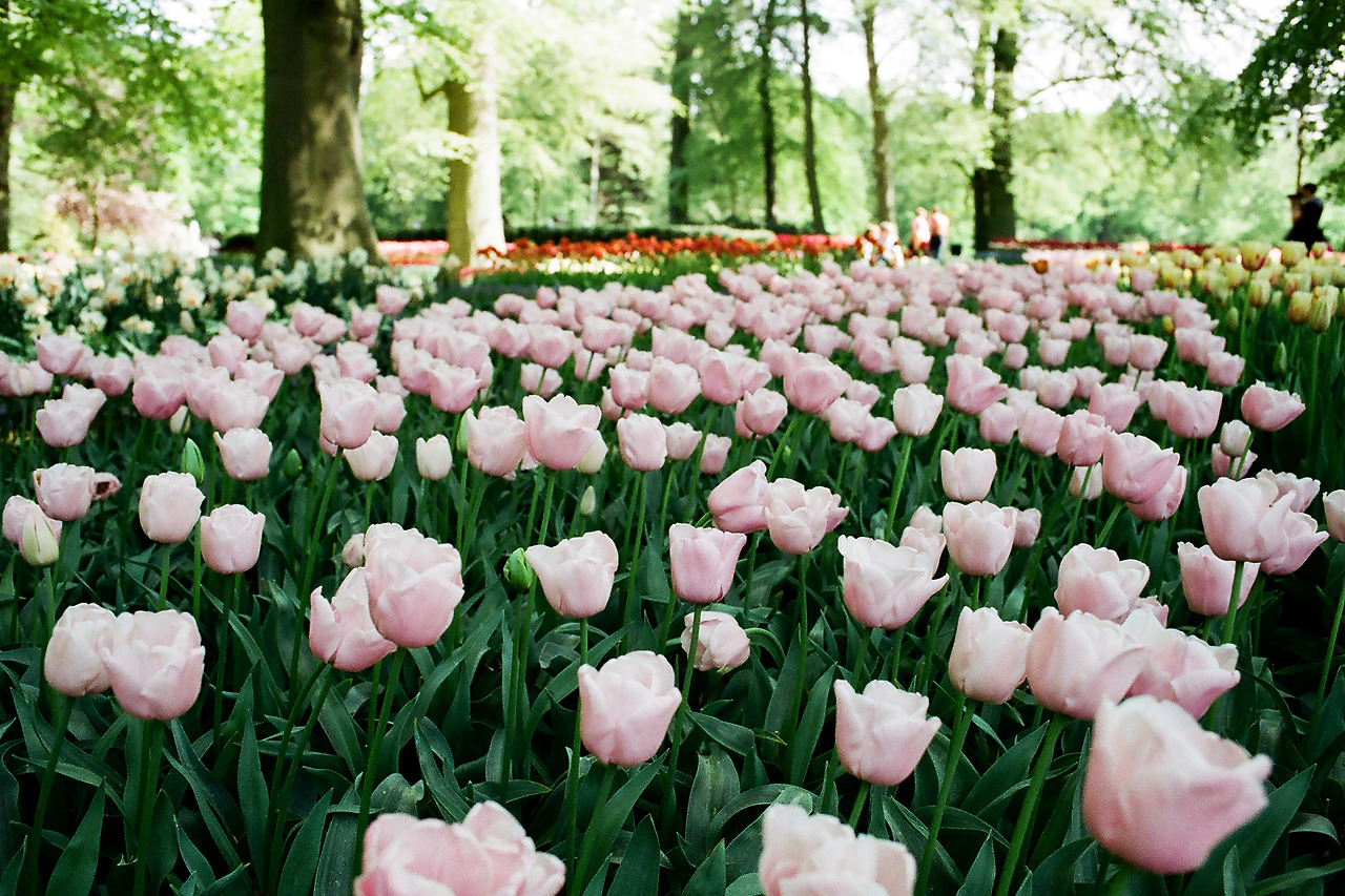 000003690016 copy.jpg