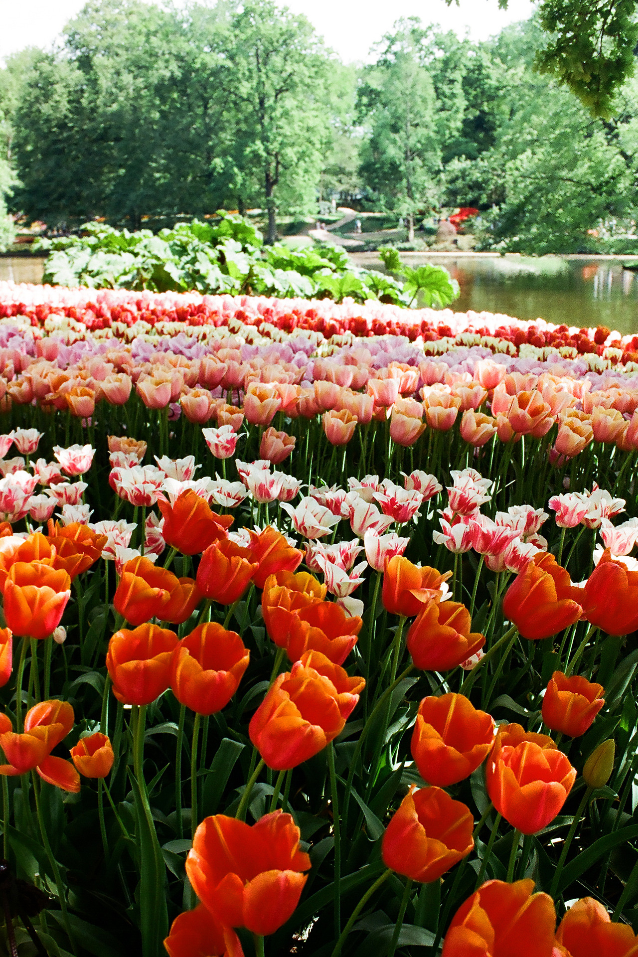 000003690018 copy.jpg