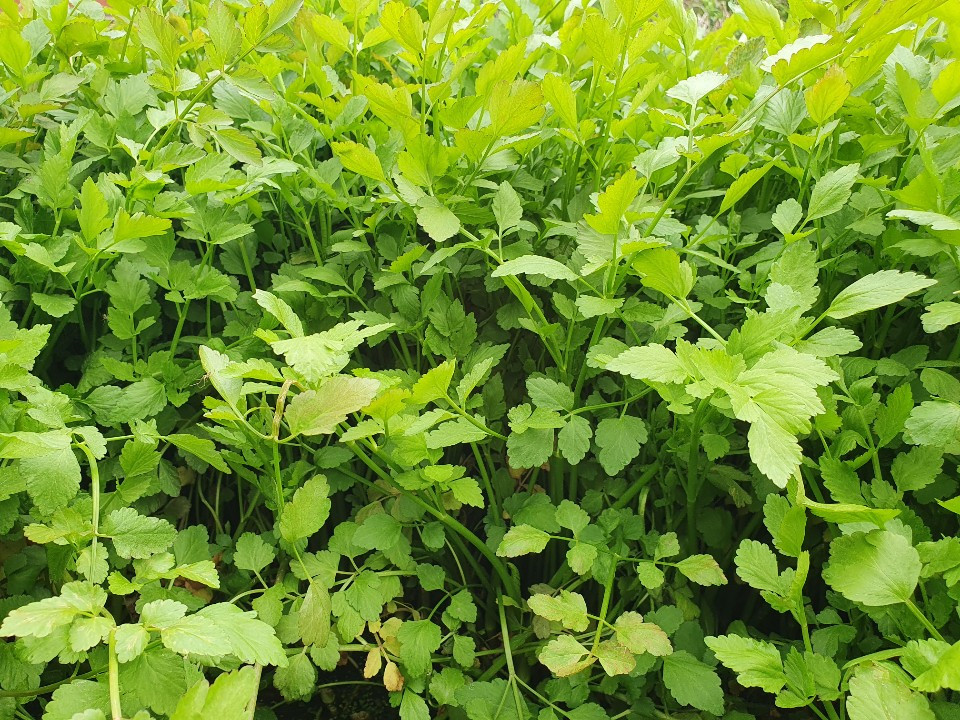 논 속 미나리.jpg