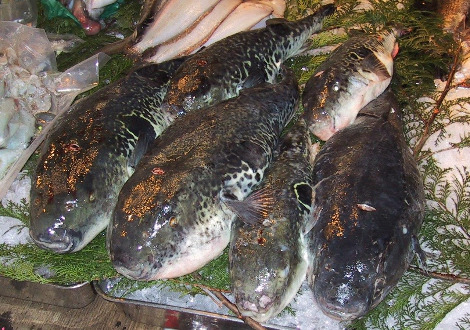 1280px-Fugu.Tsukiji.CR.jpg