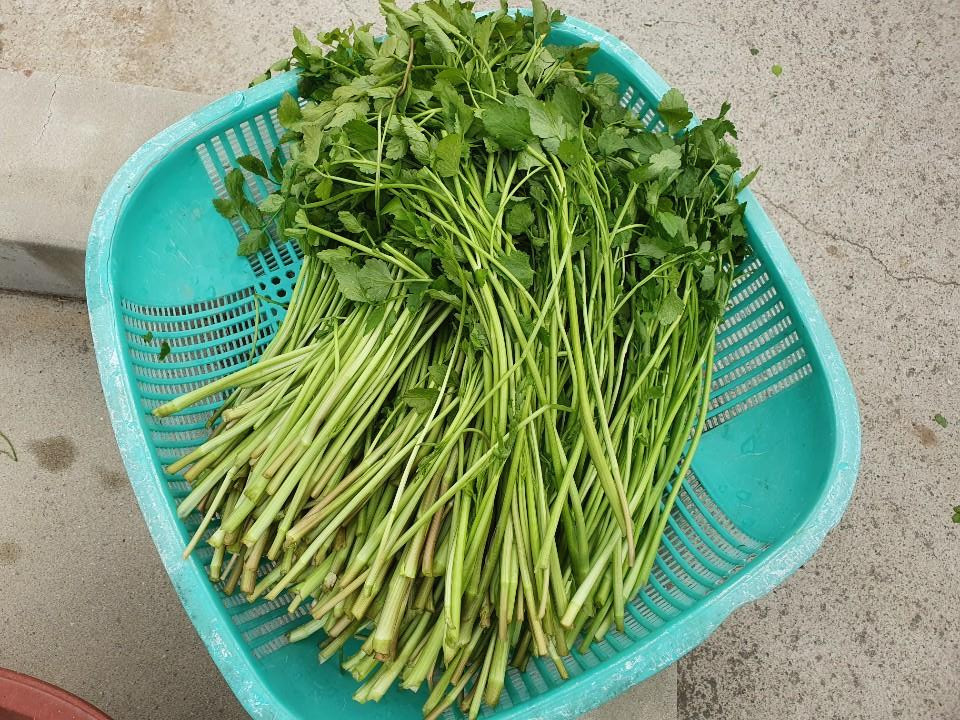 씻은 미나리.jpg