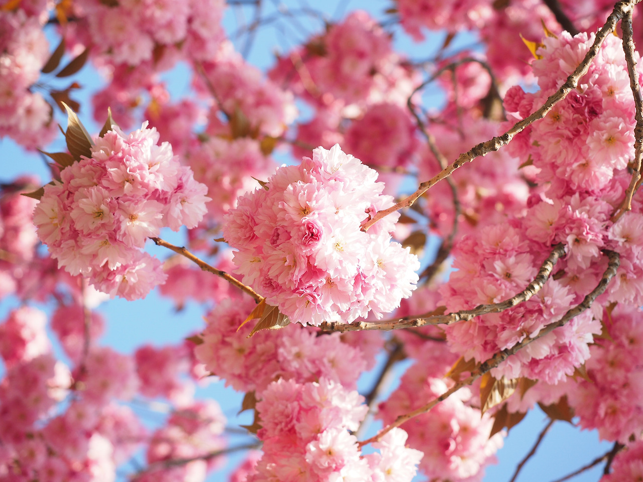 cherry-blossom-1260646.jpg