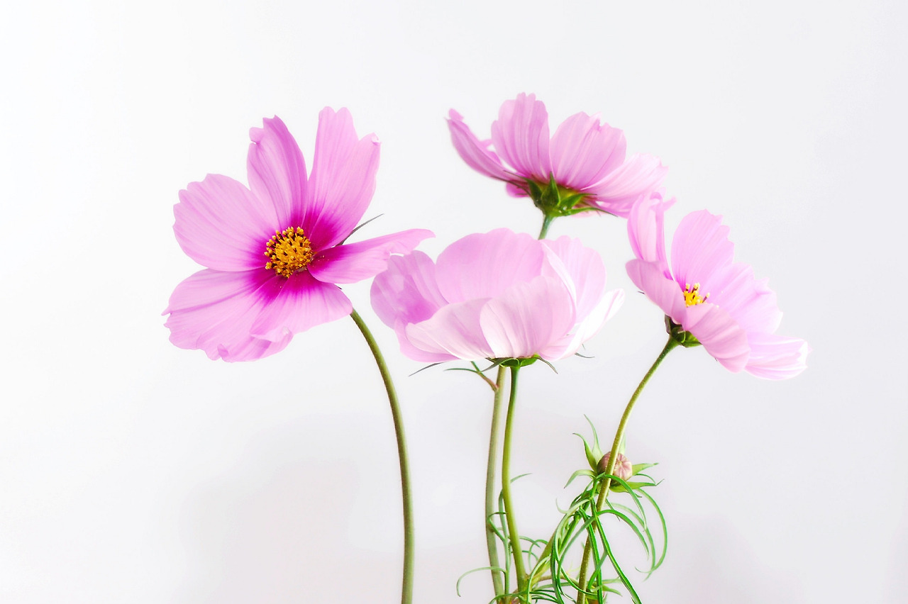 cosmea-583092.jpg