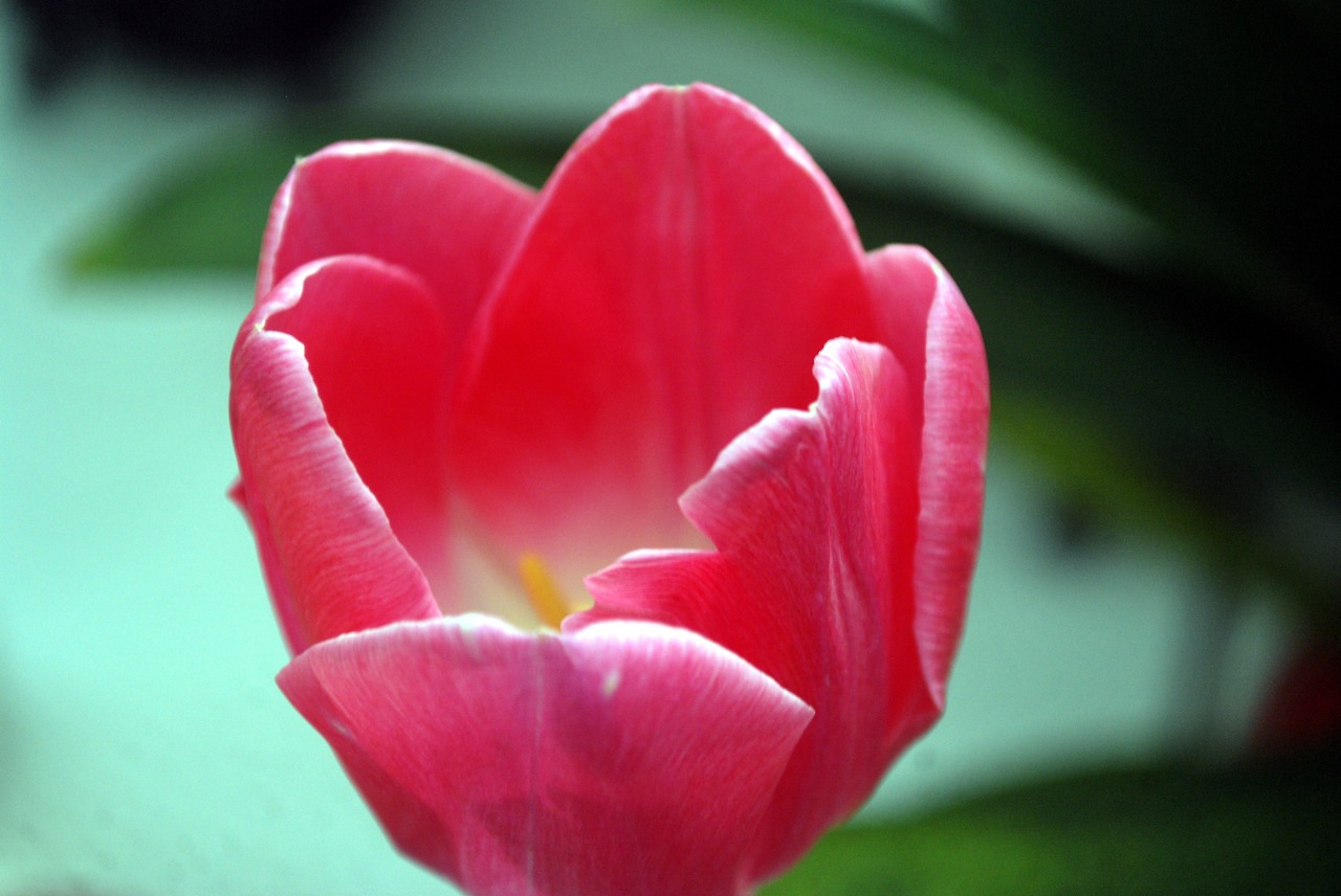 tulip-17486.jpg