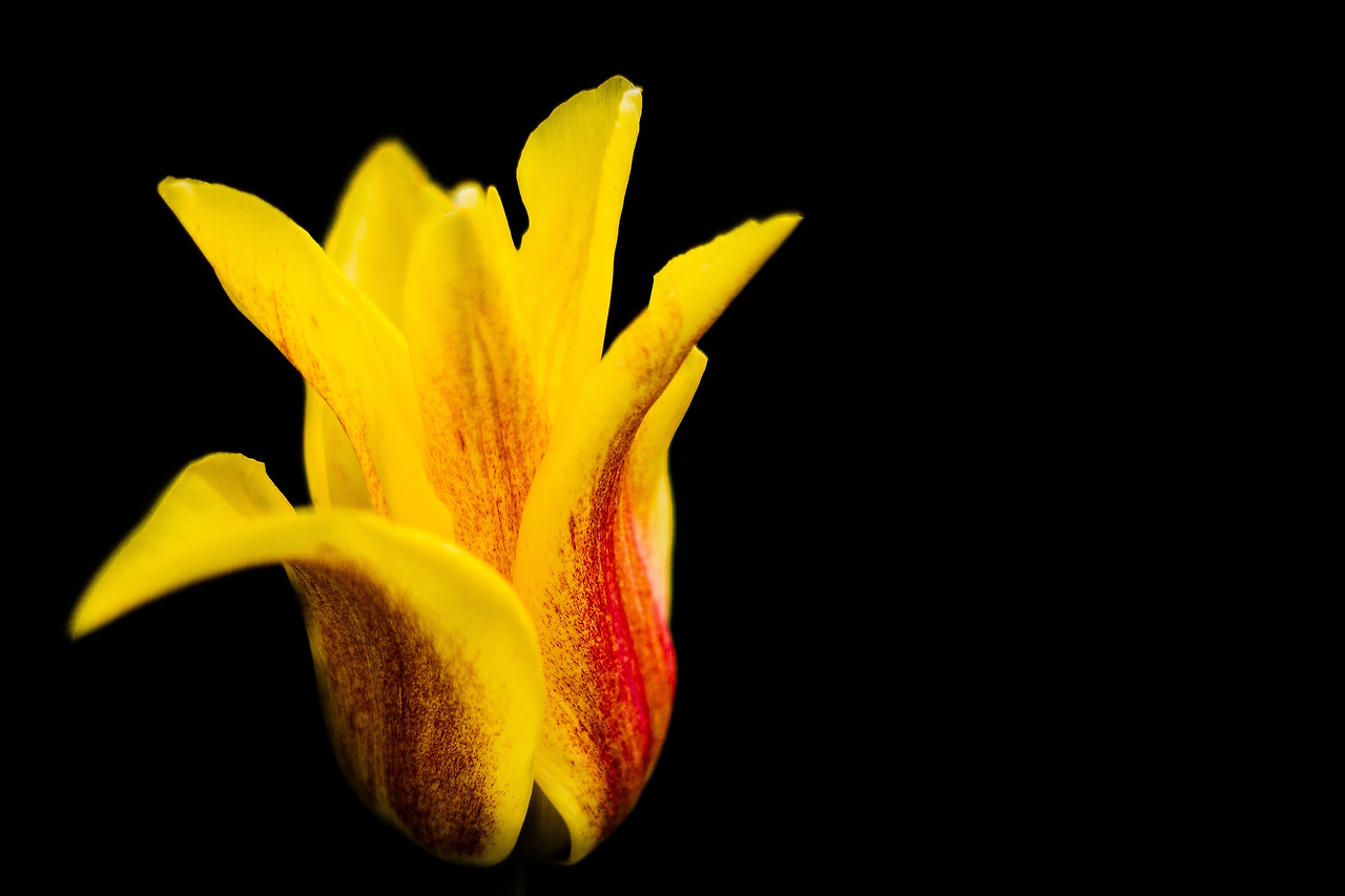 tulip-1149363.jpg