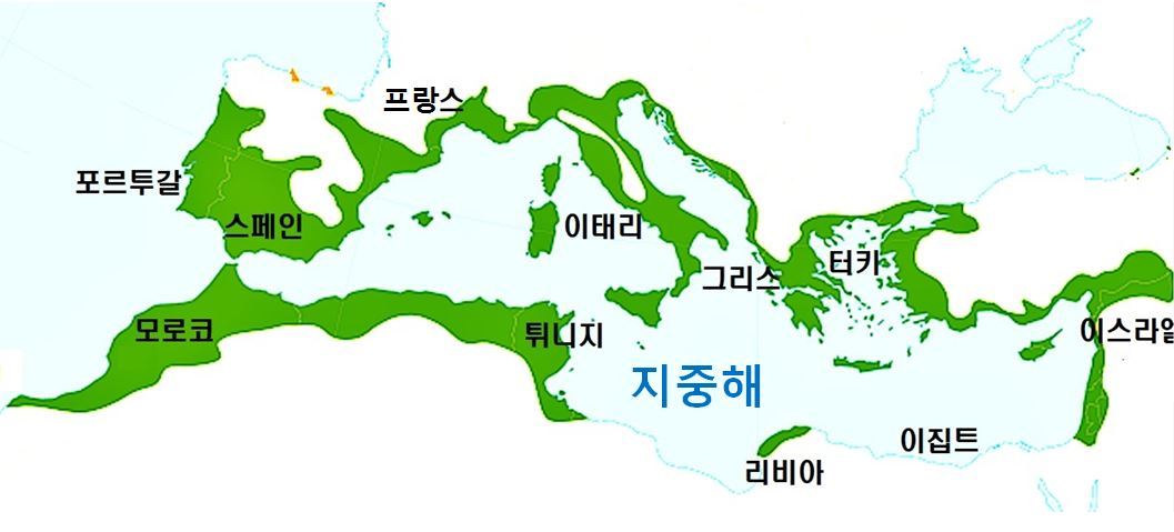 라면만 가지고는 안 되겠다. 지중해 요리에 도전한다.