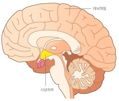 시상하부 2.jpg