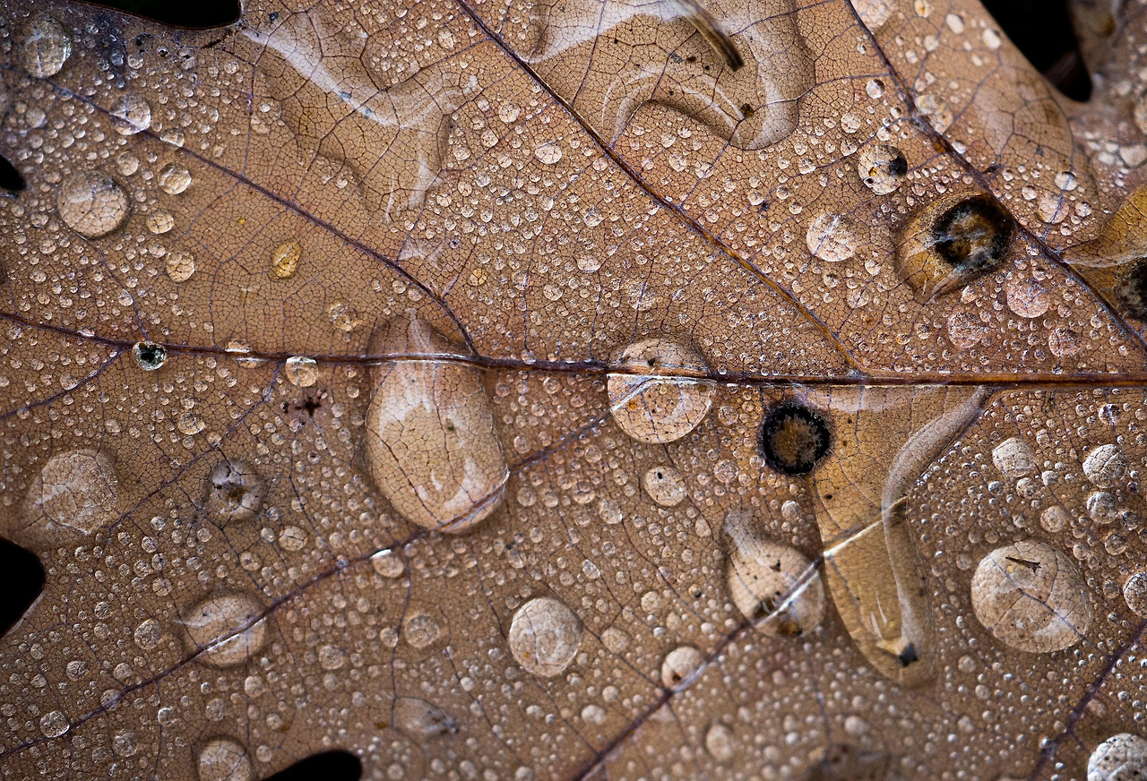 비 내리는 낙엽.jpg