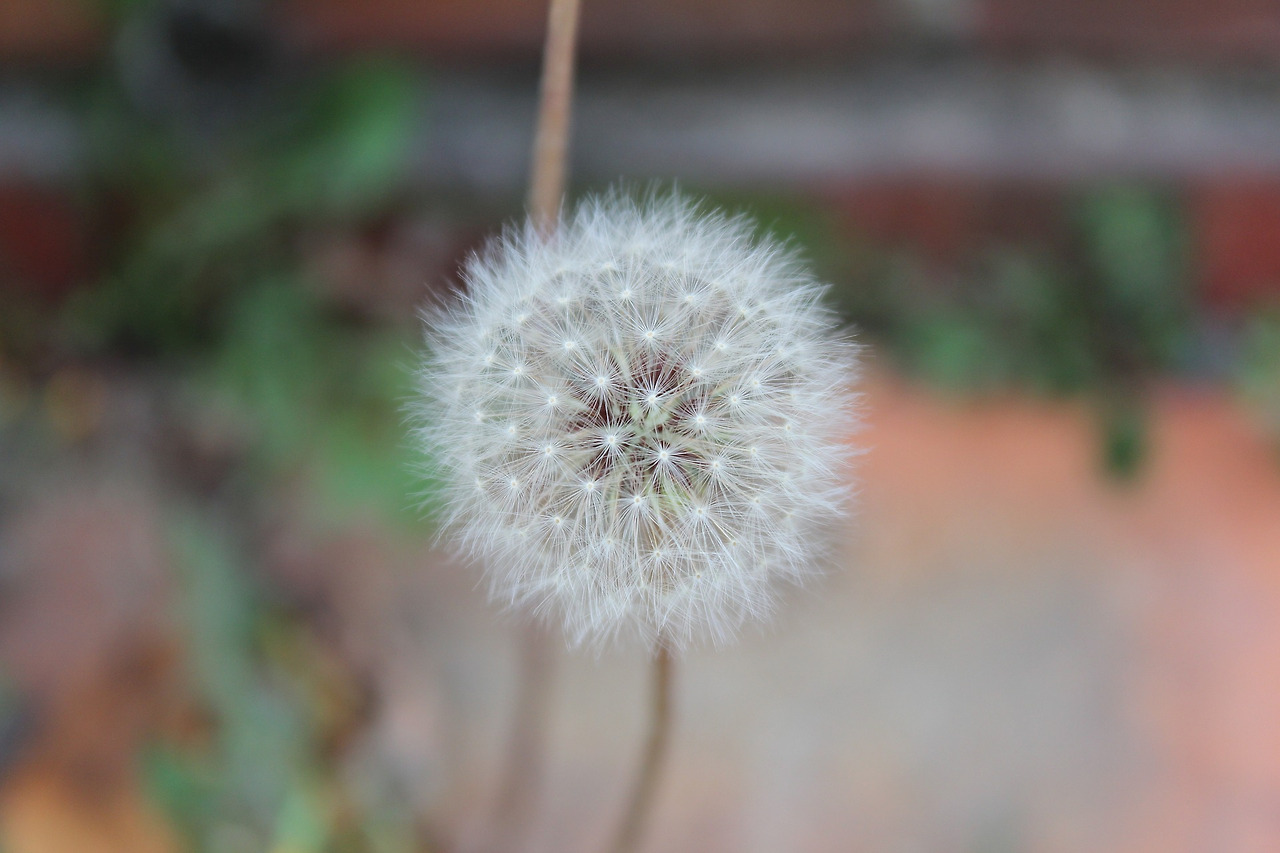 민들레 홀씨.jpg