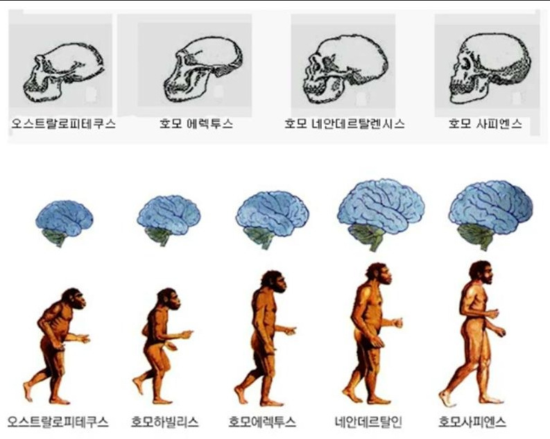 두뇌의 크기 변화.jpg
