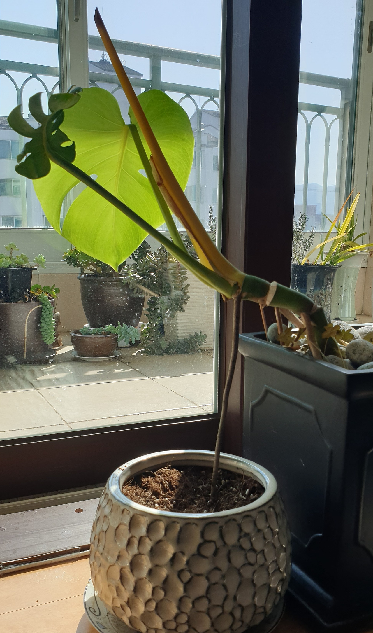 몬스테라20210310 (2).jpg