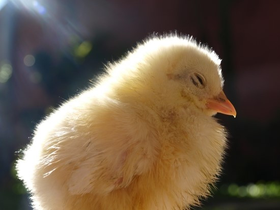 chick-388262_1920.jpg