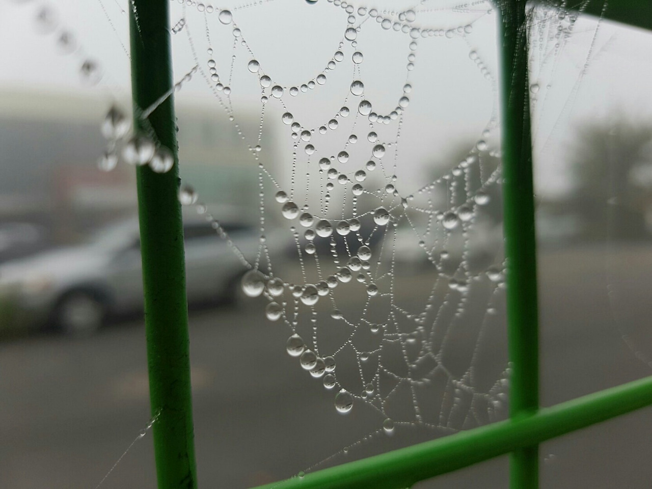 비.거미줄.jpg