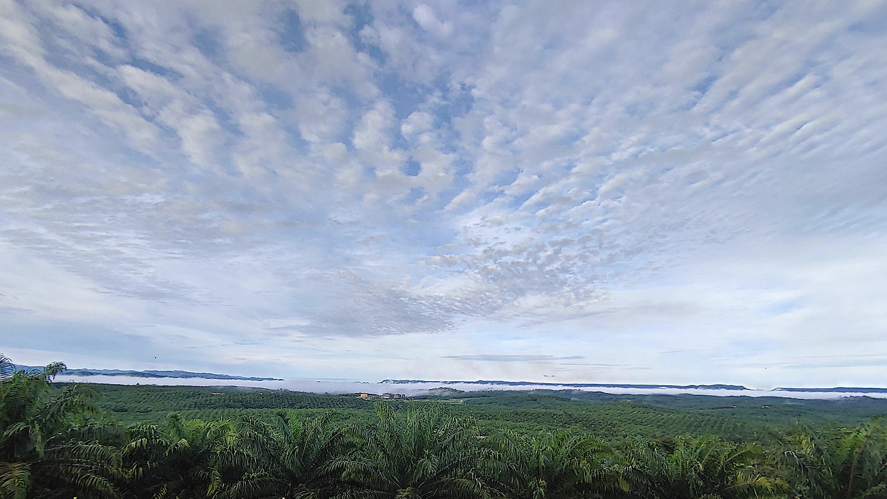 팜농장 전경.jpg