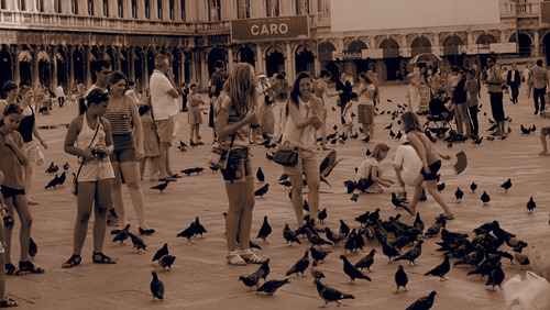 베네치아 비둘기.jpg