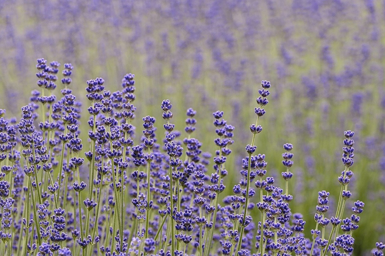 lavender-8072515_1280.jpg