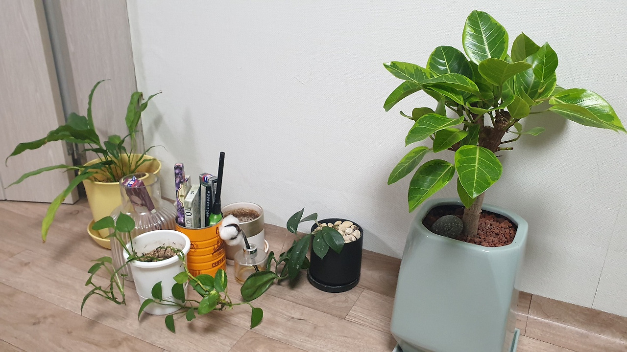 반려식물키우기 (2).jpg