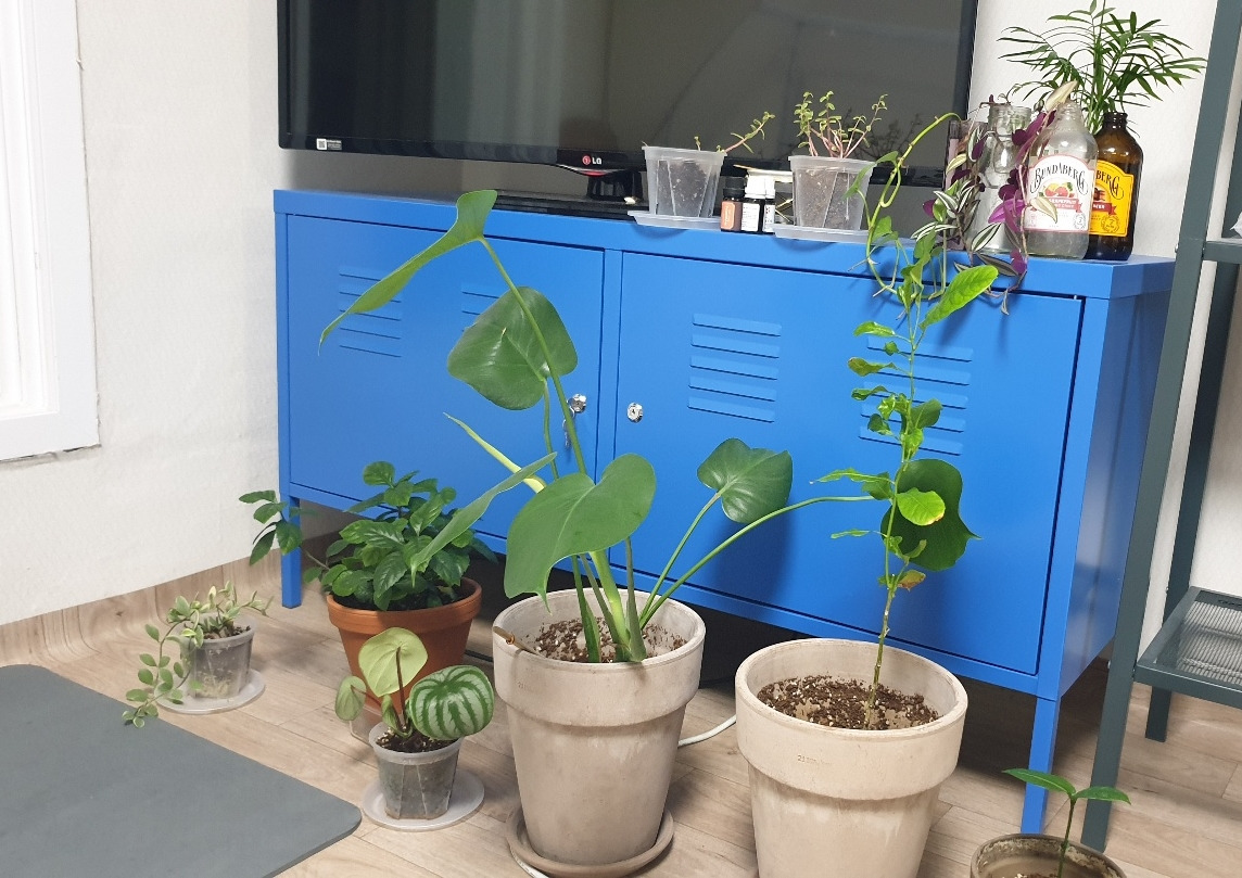 반려식물키우기 (1).jpg