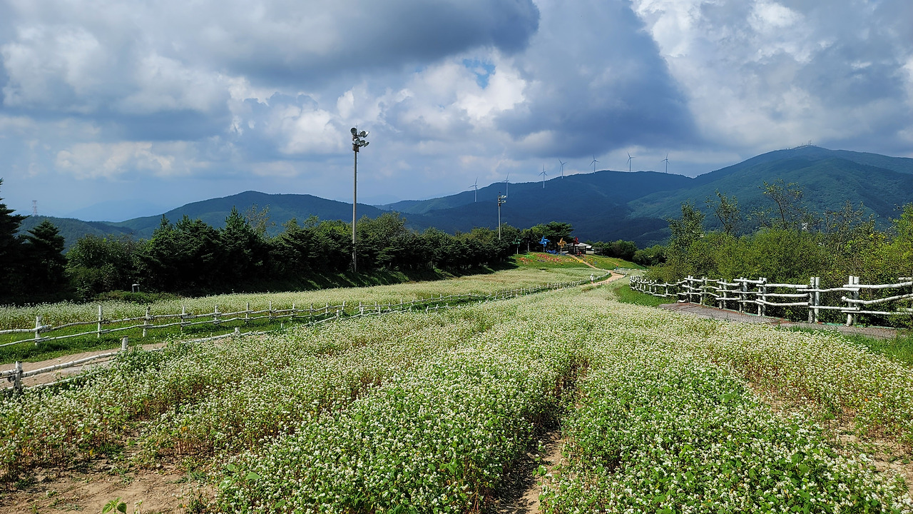 봉평 메밀꽃.jpg