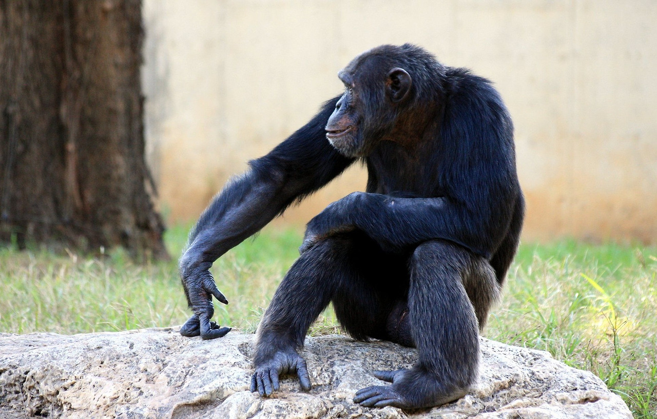 chimpanzee-88993_1920.jpg