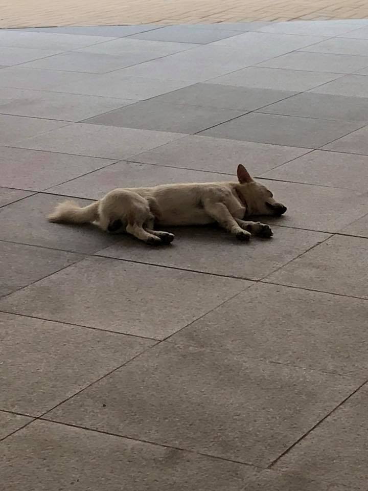 자유견 시절 혁구2 - 김진옥.jpg