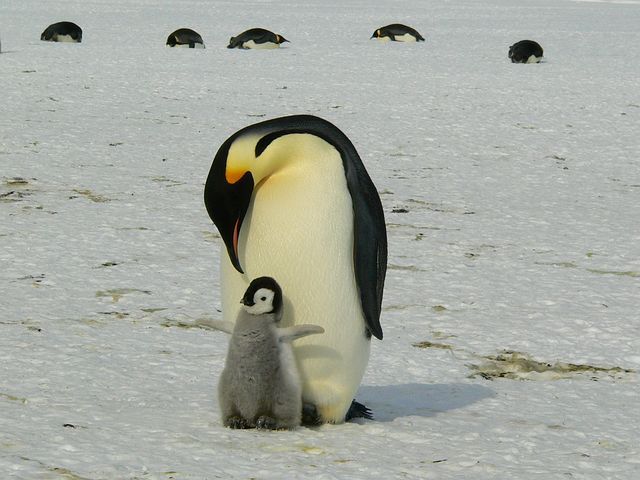 penguins-429134__480.jpg