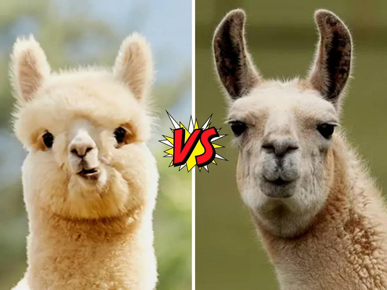 alpaca-vs-llama.jpg