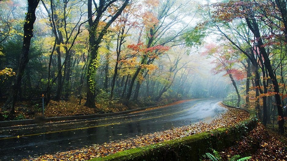 516 도로 숲터널.jpg