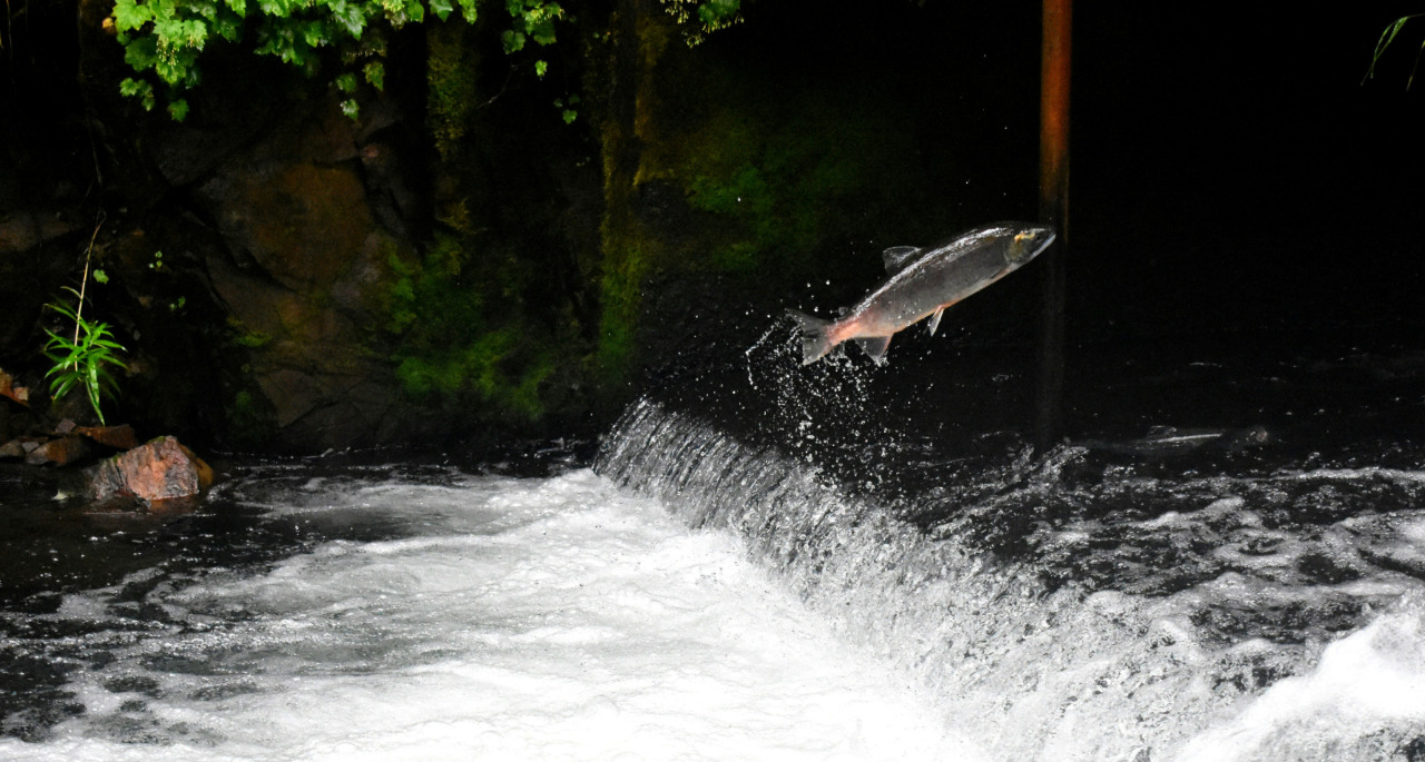 연어처럼불꽃처럼_자갈치축제_사랑니전문치과_서명최우혁_책쓰기글쓰기 (1).jpg