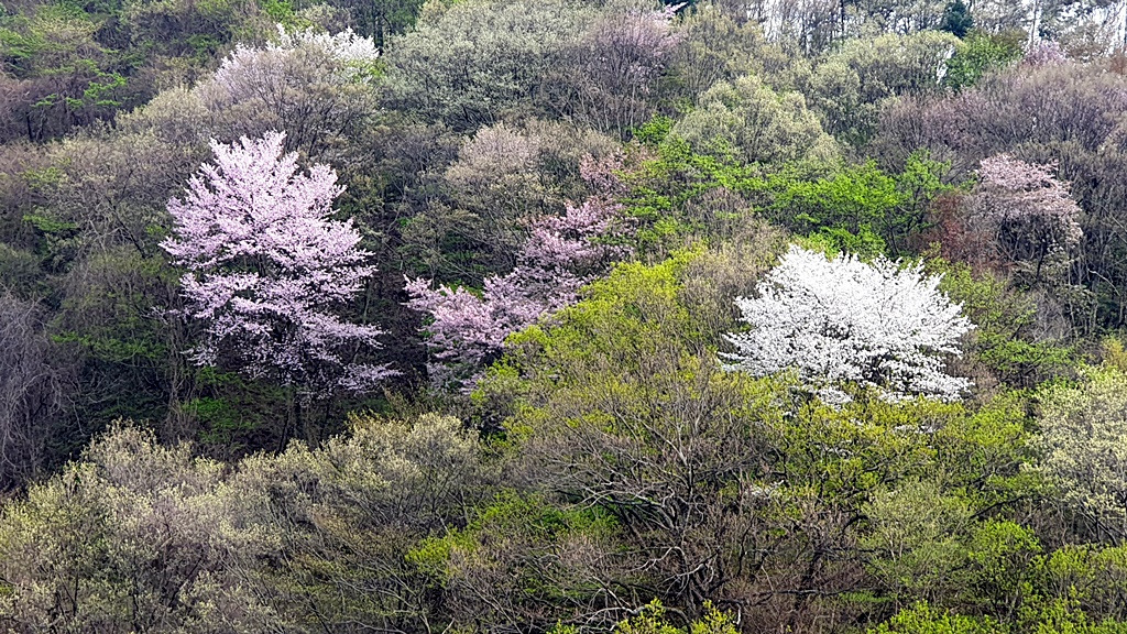 와운마을숲-사본 -20190422_163312.jpg