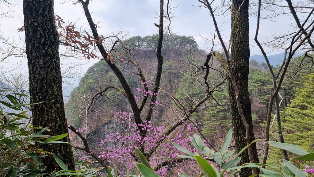 진달래-향로봉 -20210321_124723.jpg