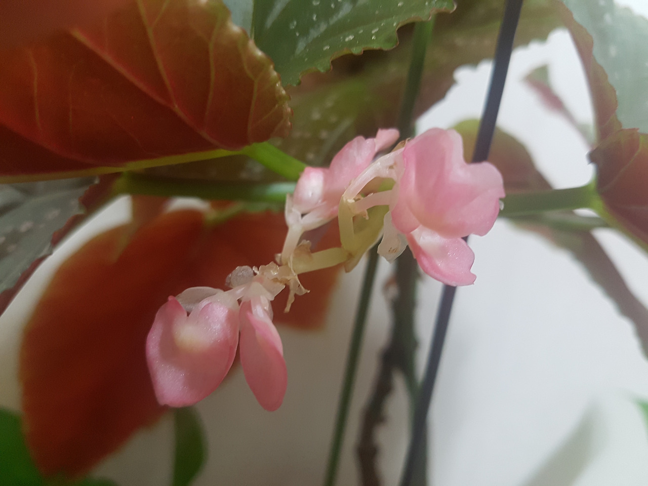 2017-02-09 08.15.42.jpg