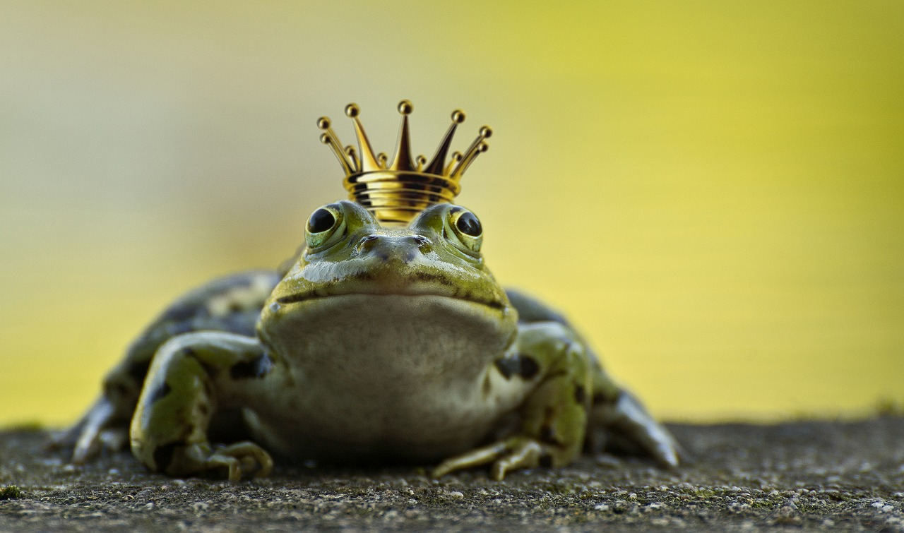 frog-2235629_1280.jpg