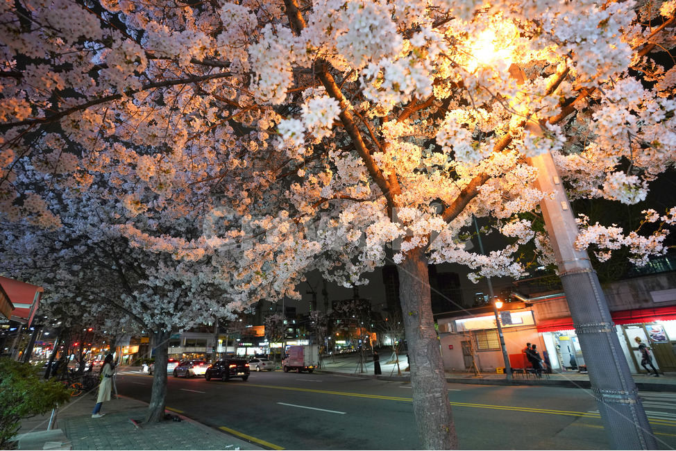 효창공원 벚꽃.jpg