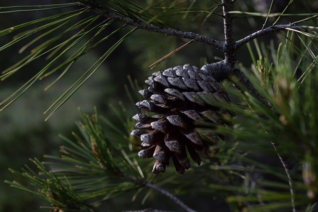 pine-7587392_640.jpg
