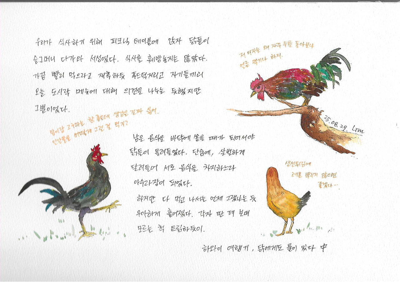 닭에게도 룰이 있다.jpg