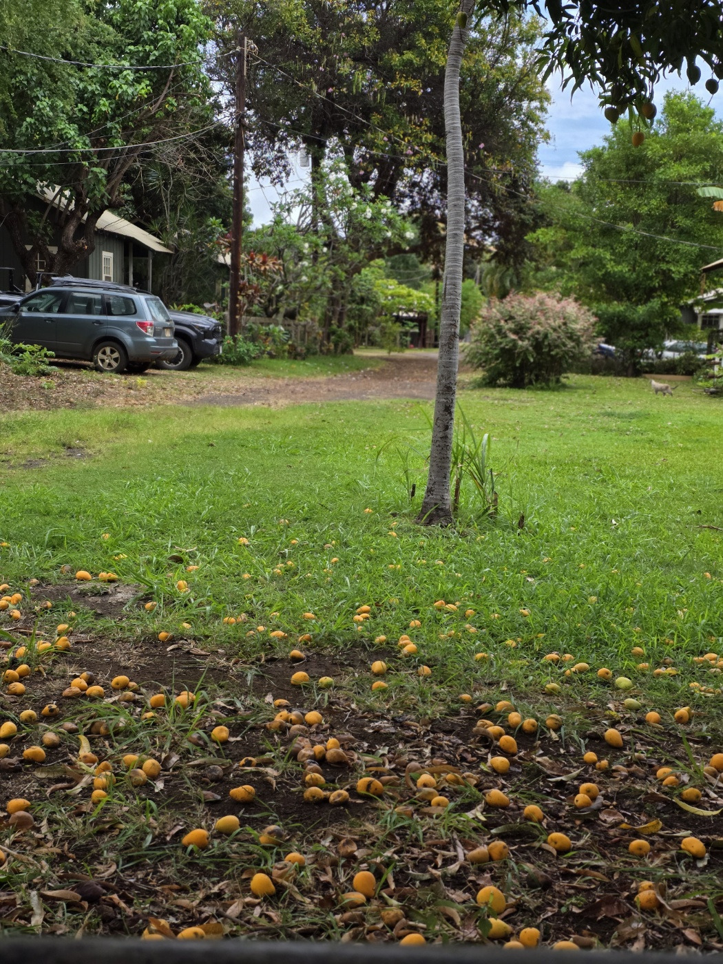 길바닥 망고.jpg